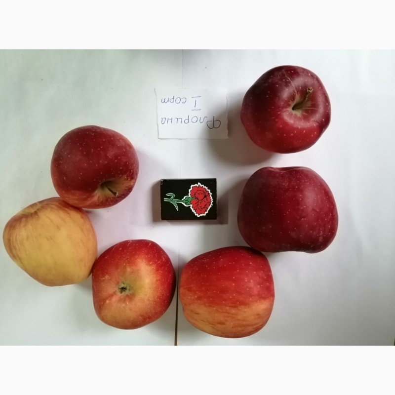 Фото 6. Срочно продам яблоки разных сортов и сок натуральнный от производителя