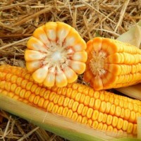 Семена кукурузы МВ 277, ФАО 290