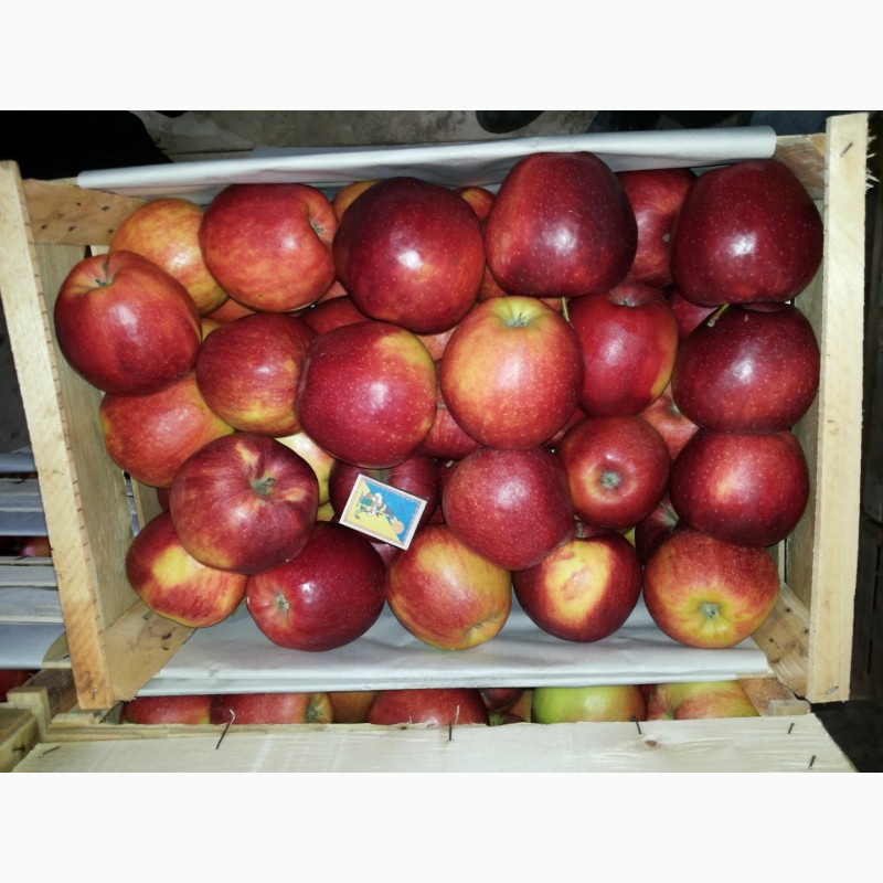 Фото 2. Продам яблука Чорний Принц (Йонапринц)