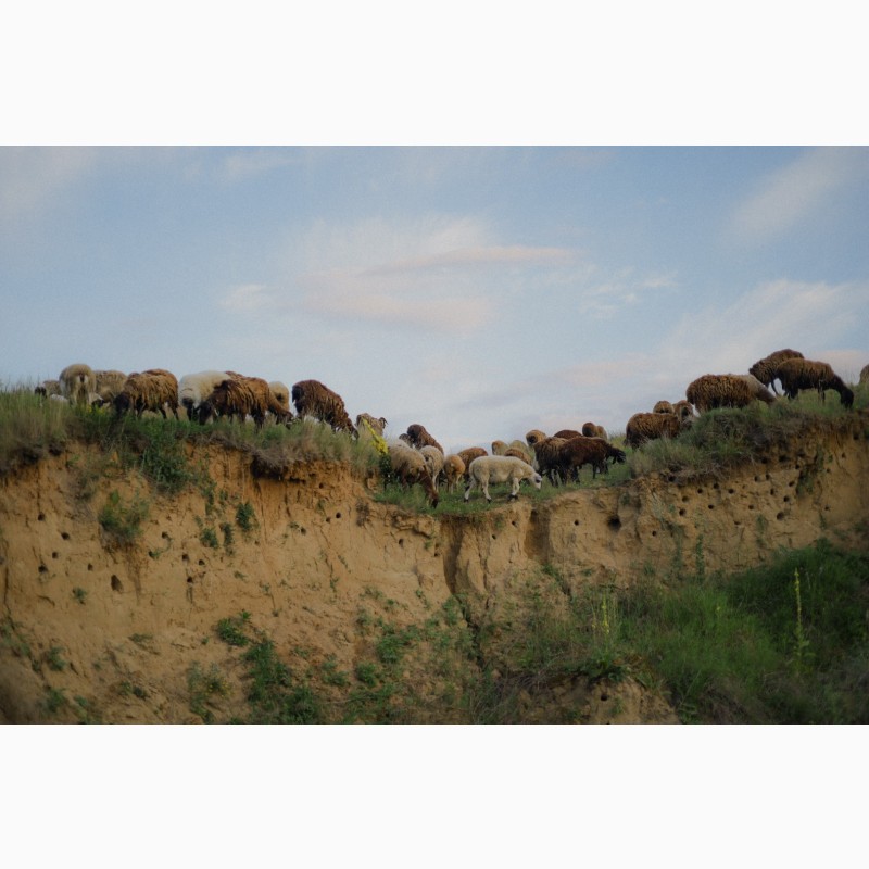 Фото 2. Продається отара курдючних овець гісарської породи