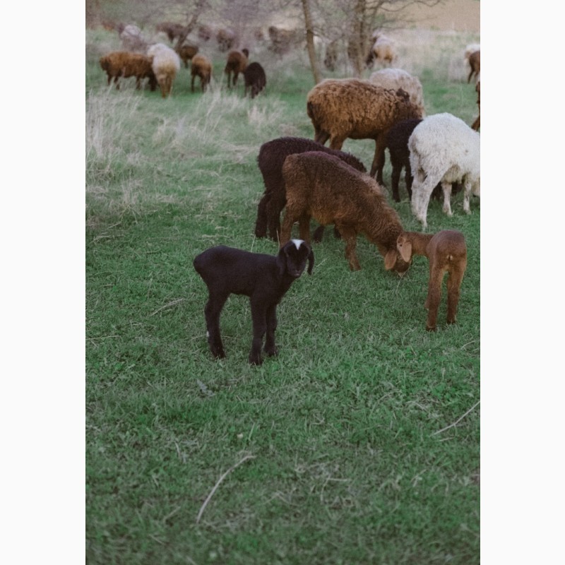 Фото 3. Продається отара курдючних овець гісарської породи