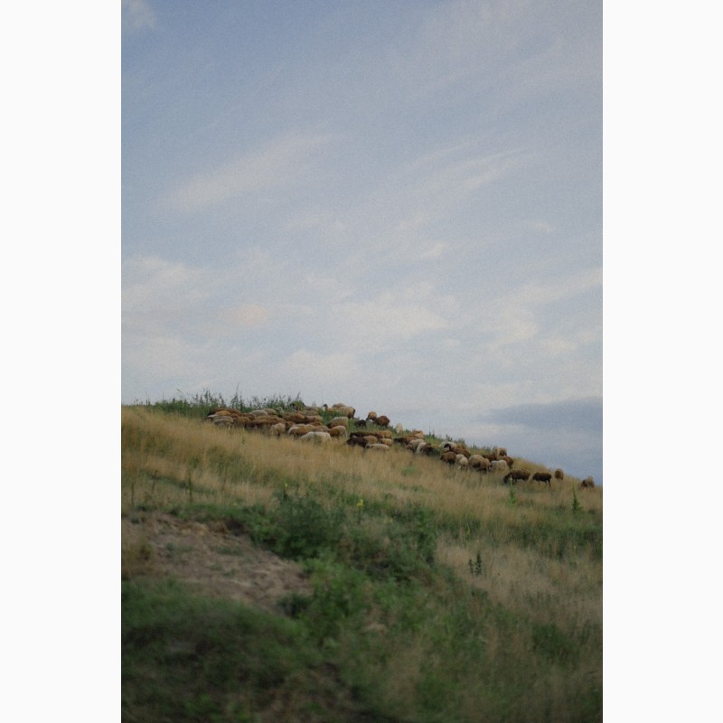 Фото 7. Продається отара курдючних овець гісарської породи