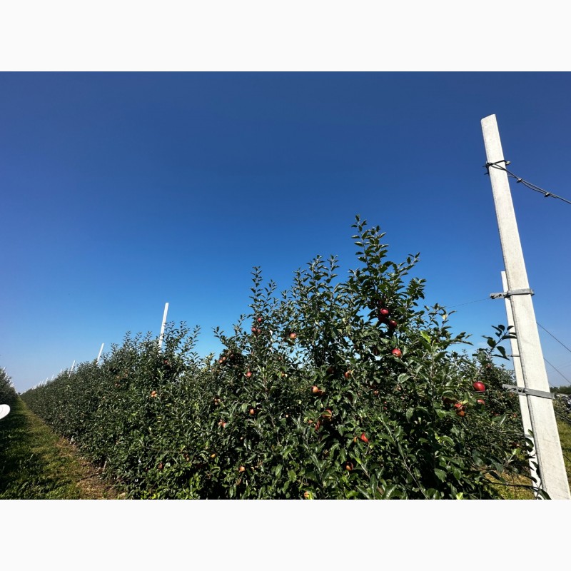 Фото 2. Продаємо яблука 1 та 2 гатунку, врожай 2023, м. Ужгород, ОПТ від 20 т