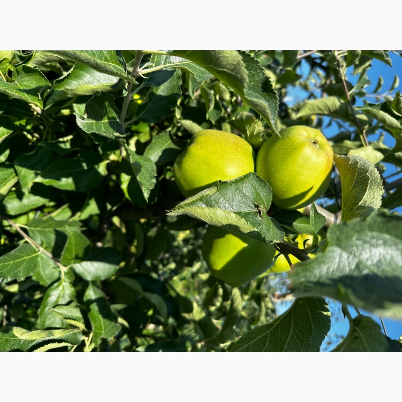 Фото 3. Продаємо яблука 1 та 2 гатунку, врожай 2023, м. Ужгород, ОПТ від 20 т