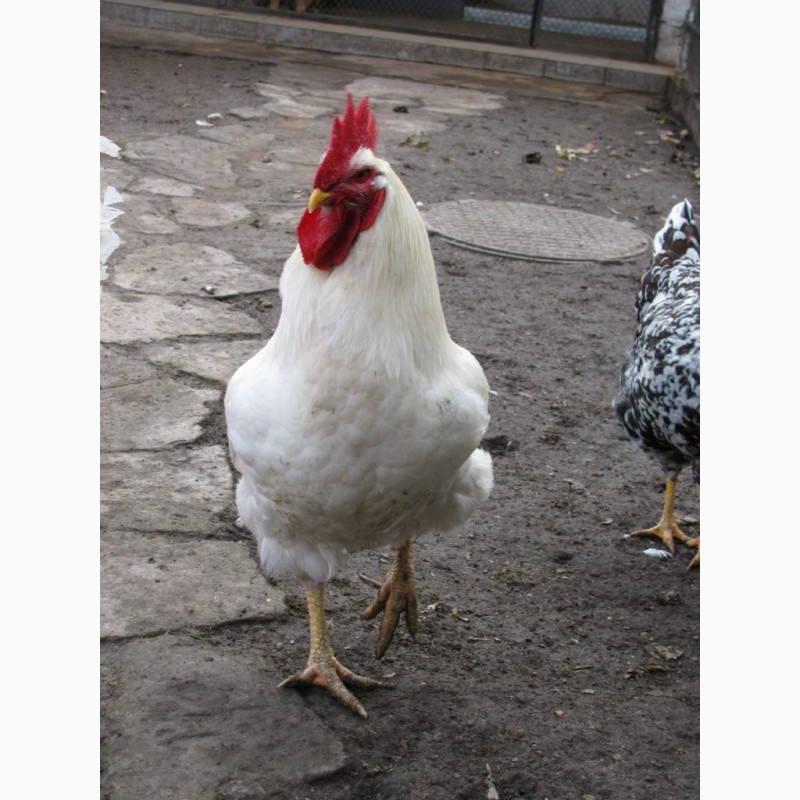 Фото 4. Суточные цыплята кур породы Геркулес