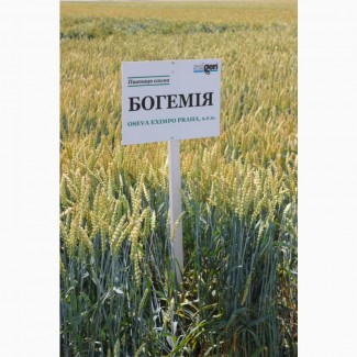 Насіння озимої пшениці Богемія (1 репродукція)