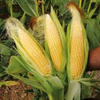 Семена кукурузы МВ 251, ФАО 260