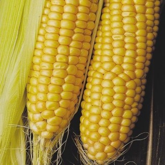 Семена кукурузы ДКС 3711 ФАО 280 (DKC 3711) от Монсанто