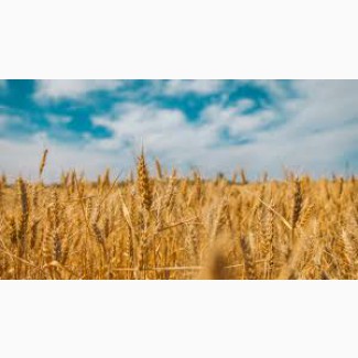 Оптовая закупка Пшеницы