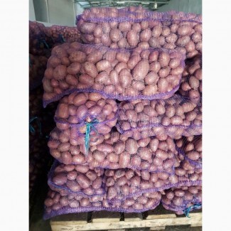 Продаем товарную картофель сорта Мелоди, Беллароса, Лабелла оптом со склада с доставкой