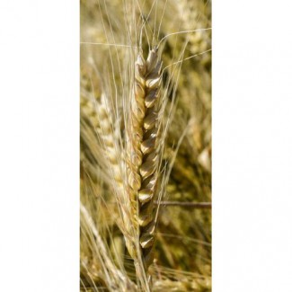 Семена озимой пшеницы Наснага, урожайность 110-120 ц/га