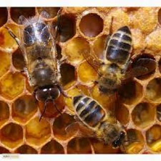Продам бджолосім#039;ї 2023р