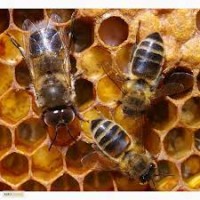 Продам бджолосім#039;ї 2023р