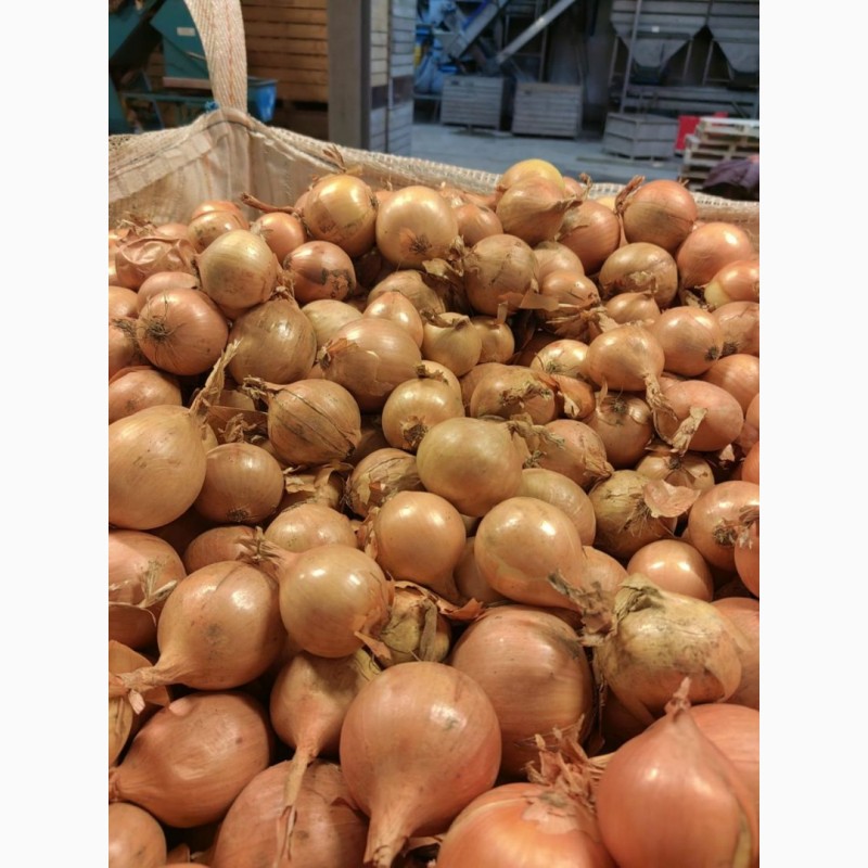 Фото 3. ОПТ Цибуля та інші овочі Експорт великі об#039; єми