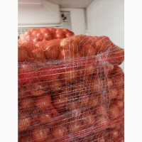 ОПТ Цибуля та інші овочі Експорт великі об#039; єми