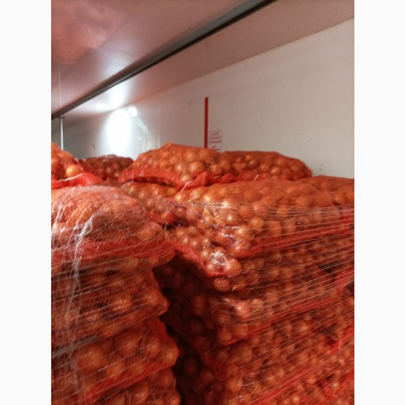 Фото 7. ОПТ Цибуля та інші овочі Експорт великі об#039; єми
