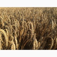 Насіння пшениці м#039;якої ярої МІП Олександра, супер еліта