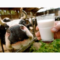 Сухое молоко Лактивит для телят поросят козлят