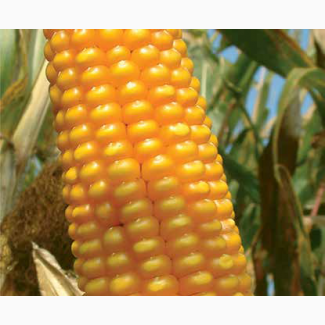 Кукурудза на зерно ЛГ 3258 (LG 32.58)