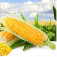 Семена кукурузы ГКТ 288, ФАО 270