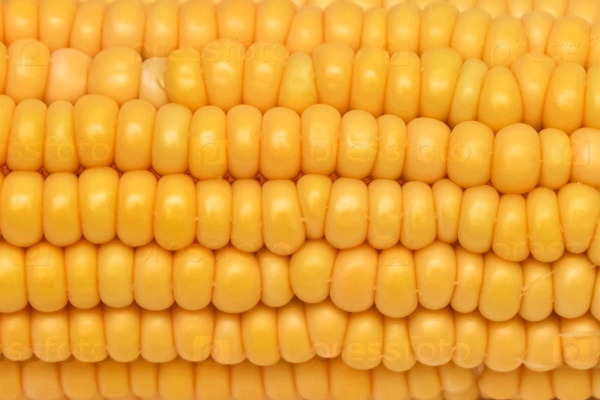 Фото 4. Куплю кукурузу.По всем областям Украины