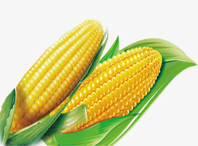 Фото 5. Куплю кукурузу.По всем областям Украины