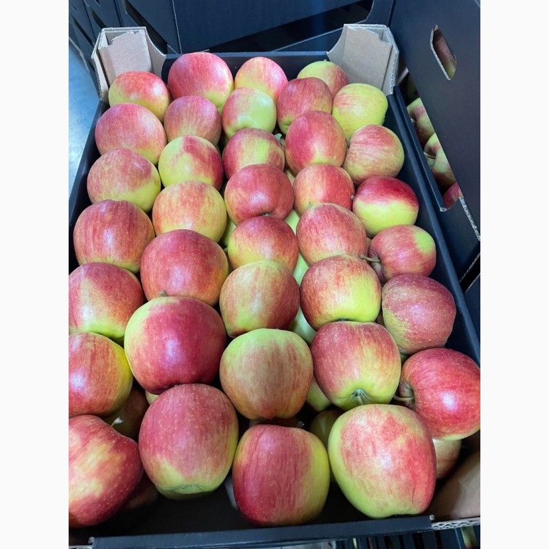 Фото 4. Продам яблоки несколько сортов с хранилищя. От производителя с 20 тонн