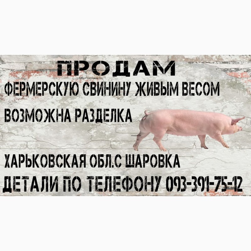 Купить свинину живым весом. Объявление продается свинина.