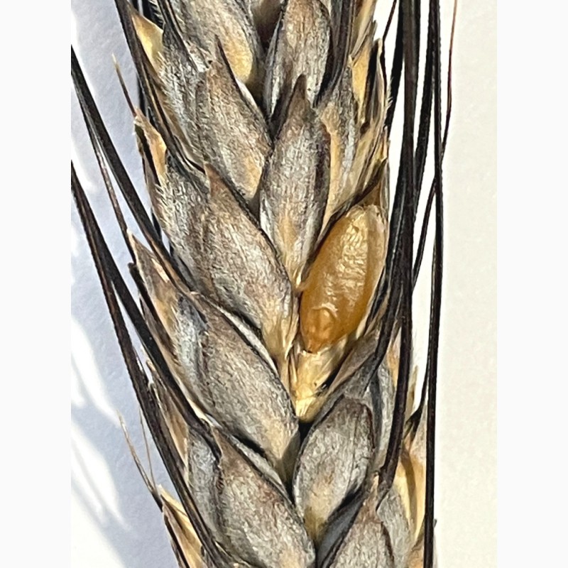 Фото 3. Насіння пшениці твердої озимої, Прима Унави, рр. нн. с