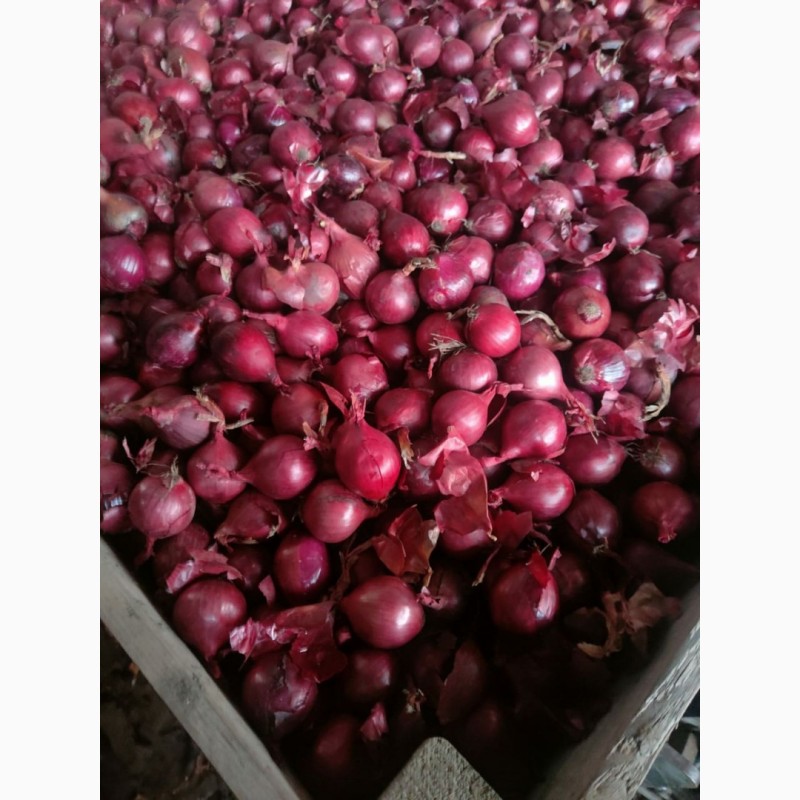 Фото 6. Цибуля рожева ОПТ Експорт великі об#039; єми