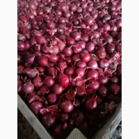 Цибуля рожева ОПТ Експорт великі об#039; єми