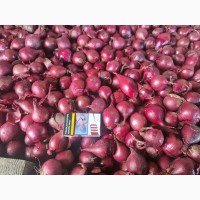 Цибуля рожева ОПТ Експорт великі об#039; єми