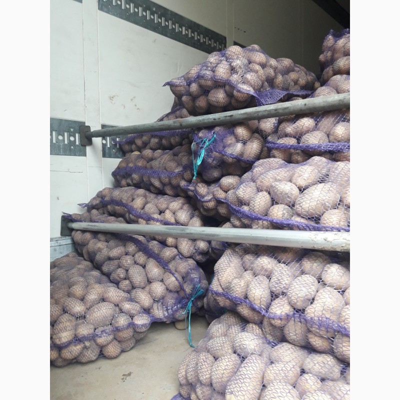 Фото 2. Продам картоплю