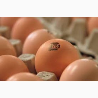 Инкубационное яйцо Бройлера КОББ 500
