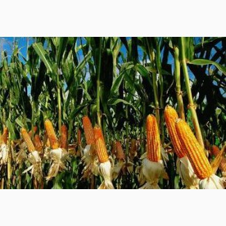 Семена кукурузы, Муасон ФАО 330, фракция стандарт, F1