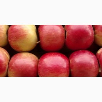 Продам яблука гарний, крупний малиновий айдарет