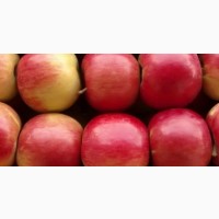 Продам яблука гарний, крупний малиновий айдарет