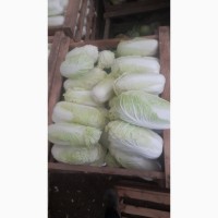 Продам пекинскую капусту (белую)