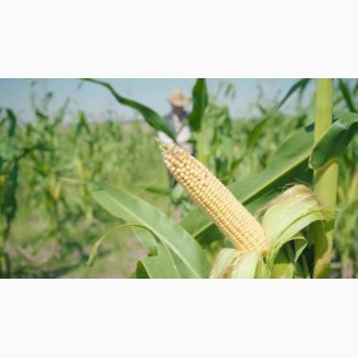 Семена кукурузы ДКС 4408 ФАО 340 (DKC 4408)