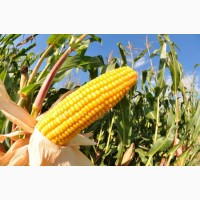 Продам кукурузу на экспорт от производителя 5 000 тысяч тонн