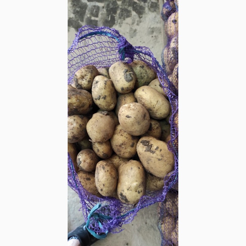 Фото 3. Продам картоплю сорт рів#039;єра, ред, каррера