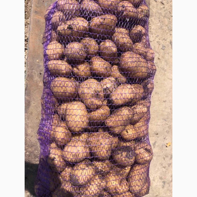 Фото 4. Продам картоплю сорт рів#039;єра, ред, каррера