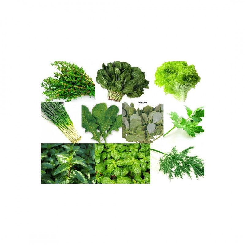 Фото 2. Регулярное производство зелени (Укроп, петрушка, шпинат, руккола, мята, салат оптом)