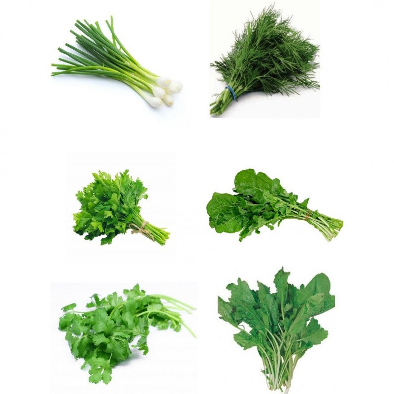 Фото 3. Регулярное производство зелени (Укроп, петрушка, шпинат, руккола, мята, салат оптом)