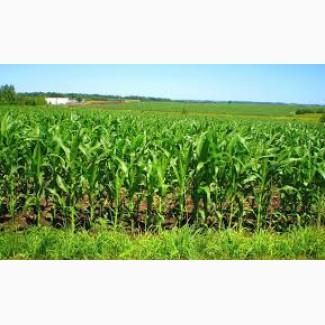 Гибрид Диадема ФАО 340 семена кукурузы