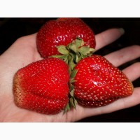 Полуниця Мармелада (Marmolada Strawberry) саджанці полуниці Фріго