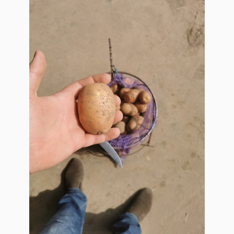 Фото 5. Продаём товарный картофель оптом!!!Урожай 2020 года