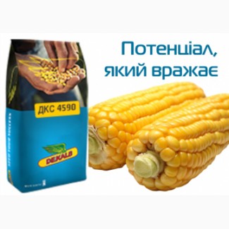 Насіння кукурудзи ДКС 4590 ФАО 360