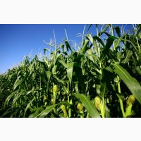 Семена кукурузы гибрид АНДРЕС ФАО 350, ООО ТК Арт-Агро, Украина