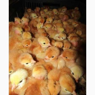 Продажа суточных цыплят
